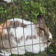 A rabbit rest comfortably in the shade.