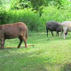 Other animals were also featured at the petting zoo.