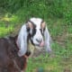 One of the goats posed for a photo. This is another ancestor of an animal also mentioned by Jesus at Matthew 25:32 where sheep are separated from the goats.