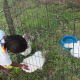 One of the chickens are being touched by a child.