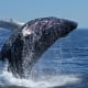 historic-scrimshaw-and-whales