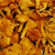 Mushrooms