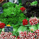 Radishes