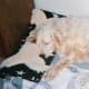 Even though the stuffing is out of her bone, she still slept with it and carried it all over the house. See below for details on this item.