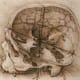 In the middle ages, it was believed that the skull was divided into three chambers: one for the intelligence and imagination, one for memory and one called the sensus communis (pineal gland).