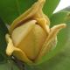 Soursop flower