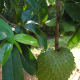 Soursop fruit