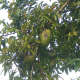 Annona muricata tree.