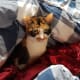 cats-on-mobile-homes