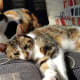 cats-on-mobile-homes