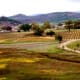Final view of the winery and surrounding area as we took our leave from Guenoc Winery.