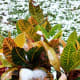 Croton plant in our backyard with snow on it