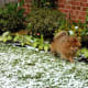 My mother's dog Skippy wondering what is all that white stuff?