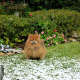 Skippy in our backyard
