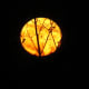Full moon on Halloween