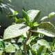 cherry-mobile-titan-tv-s320-review