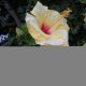 Tropical Foliage