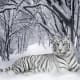 white-tiger-tattoo-designs-white-tiger-tattoo-ideas-white-tiger-tattoo-meanings-and-tattoo-pictures