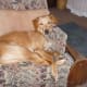 Remmy, our "happy tail" dog, looking comfortable.