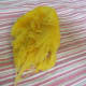 Place small amounts of the cooked squash onto a clean dishtowel.