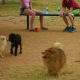 Skippy in a nearby dog park