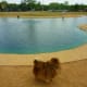 Skippy in a nearby dog park