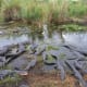 Alligators in Everglades