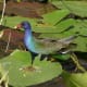 American Purple Gallinule in water at Everglades National Park