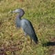 Non-breeding adult Little Blue Heron in the Everglades