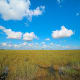 Swap grass on the Pa-Hay-Oke trail in Everglades National Park