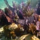 Submerged resources of Dry Tortugas National Park. National Park Service Photo taken by John Dengler