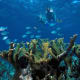 Snorkelers and elkhorn coral at Biscayne National Park, Florida, USA