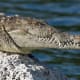 American Crocodile at Biscayne National Park, Florida, USA