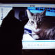 Facetime, gorgeous! A cat gazes at herself on the computer screen and enjoys what she sees.