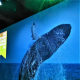 The tale of the whale.