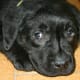 Labrador Retriever puppy