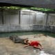 Crocodile Farm Show at Nong Khai (Taken in August 2015)