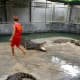 Crocodile Farm Show at Nong Khai