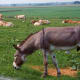 Animals grazing near Buffalo Bill Cody's boyhood home
