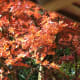 Autumn in the Tamozawa garden.