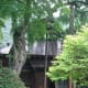 300 year old cherry tree, Tamozawa villa.