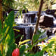 day-1-of-6-we-spent-on-vacation-in-hawaii-with-camera-in-hand