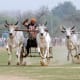bull-festival-abull-sport-and-bull-worship-in-india