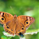 send-me-butterflies