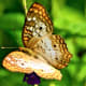 send-me-butterflies