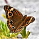 send-me-butterflies