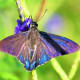 send-me-butterflies
