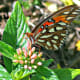 send-me-butterflies