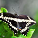 send-me-butterflies