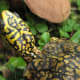 what-you-should-know-about-eastern-box-turtles
